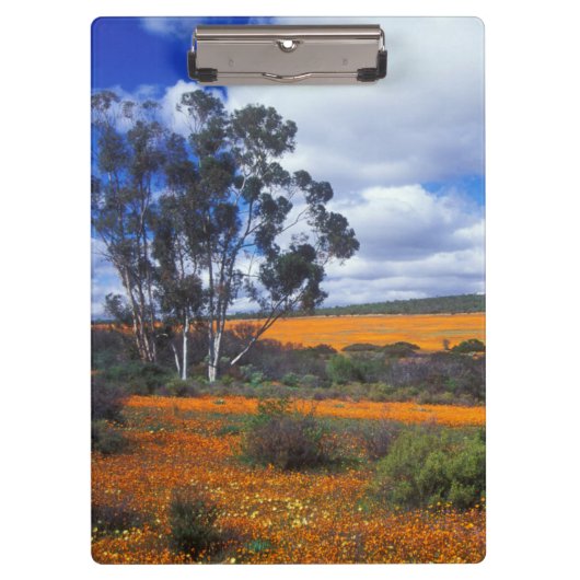 Frühlingsblumen in Namaqualand, Südafrika Klemmbrett (Vorderseite)