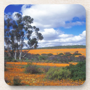 Frühlingsblumen in Namaqualand, Südafrika Untersetzer