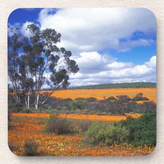 Frühlingsblumen in Namaqualand, Südafrika Untersetzer (Vorderseite)