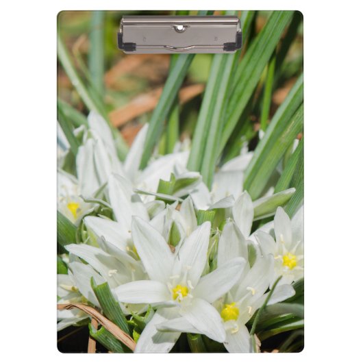 Frühlingsblumen Klemmbrett (Vorderseite)