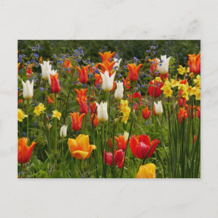 Frühlingsblumen Postkarte