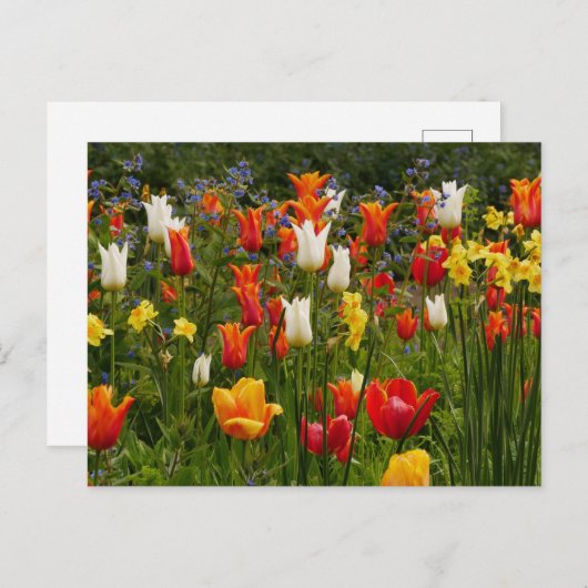 Frühlingsblumen Postkarte (Vorne/Hinten)
