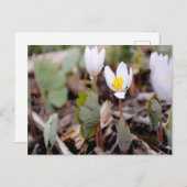 Frühlingsblumen Postkarte (Vorne/Hinten)