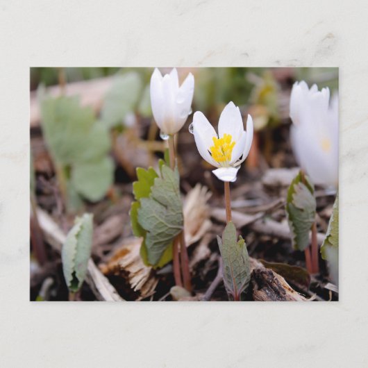 Frühlingsblumen Postkarte (Vorderseite)