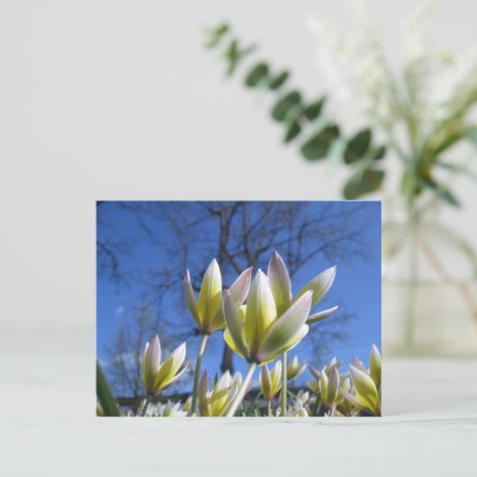 Frühlingsblumen Postkarte (Stehend Vorderseite)
