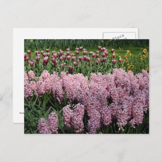 Frühlingsblumen Postkarte (Vorne/Hinten)