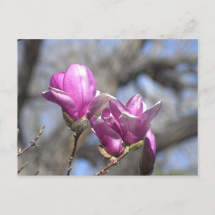 Frühlingsblumen Postkarte