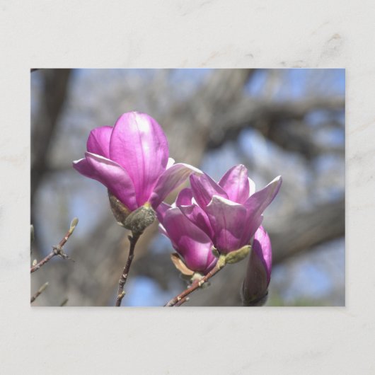 Frühlingsblumen Postkarte (Vorderseite)