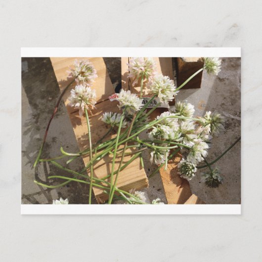 Frühlingsblumen Postkarte (Vorderseite)