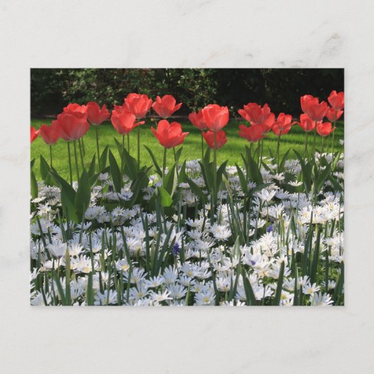 Frühlingsblumen Postkarte (Vorderseite)