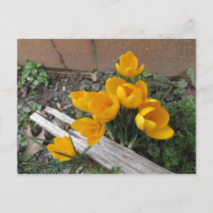 Frühlingsblumen Postkarte