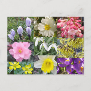Frühlingsblumen Postkarte