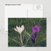 Frühlingsblumen Postkarte (Vorne/Hinten)