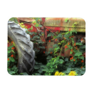 Frühlingsblumen schmücken einen alten Traktor. Magnet