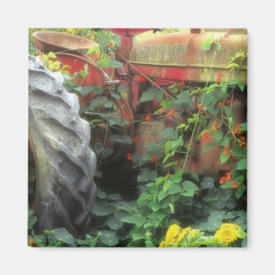 Frühlingsblumen schmücken einen alten Traktor. Magnet