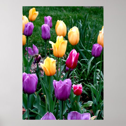 Frühlingsblumen Tulips Rosa Lila Garten Poster (Vorne)
