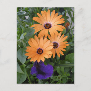 Frühlingsblumenkarte Postkarte