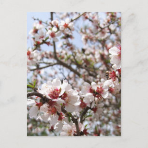 Frühlingsblussel Postkarte