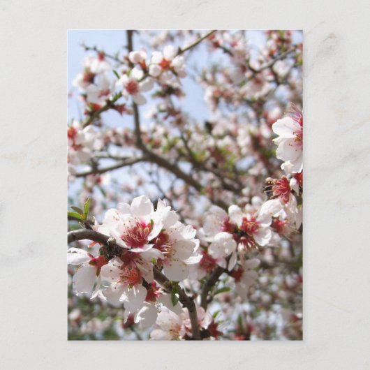 Frühlingsblussel Postkarte (Vorderseite)