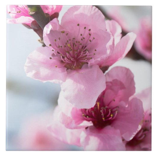 Frühlingsblüte Fliese (Vorderseite)