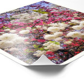 Frühlingsblüte in Wales in Weiß und Rosa Fotodruck (Ecke)