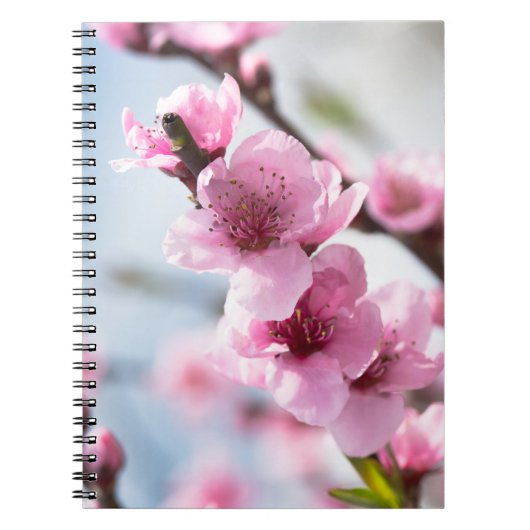 Frühlingsblüte Notizblock (Vorderseite)
