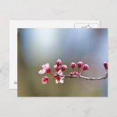 Frühlingsblüte Postkarte (Vorne/Hinten)