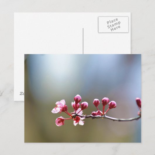 Frühlingsblüte Postkarte (Vorne/Hinten)