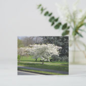 Frühlingsblüte Postkarte (Stehend Vorderseite)