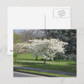 Frühlingsblüte Postkarte (Vorne/Hinten)