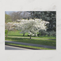 Frühlingsblüte