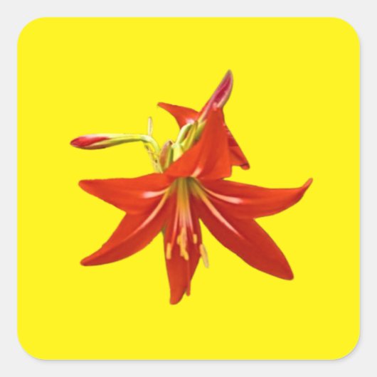 Frühlingsblüte Quadratischer Aufkleber (Vorderseite)