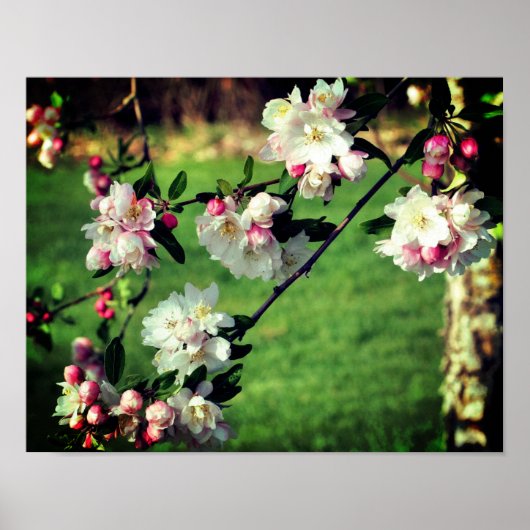 Frühlingsblüten in Rosa und Weiß Poster (Vorne)