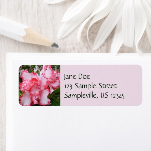 Frühlingsblüten mit doppeltem Rot und weißem Azale (Insitu)