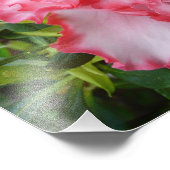 Frühlingsblüten mit doppeltem Rot und weißem Azale Fotodruck (Ecke)
