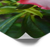 Frühlingsblüten mit doppeltem Rot und weißem Azale Poster (Ecke)