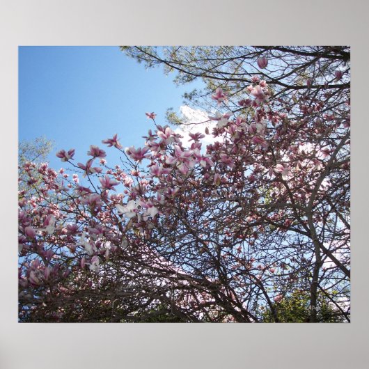 Frühlingsblüten Poster (Vorne)