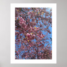 Frühlingsblüten