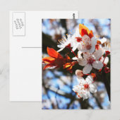 Frühlingsblüten Postkarte (Vorne/Hinten)