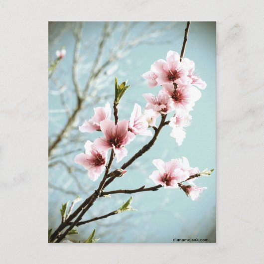 Frühlingsblüten Postkarte (Vorderseite)
