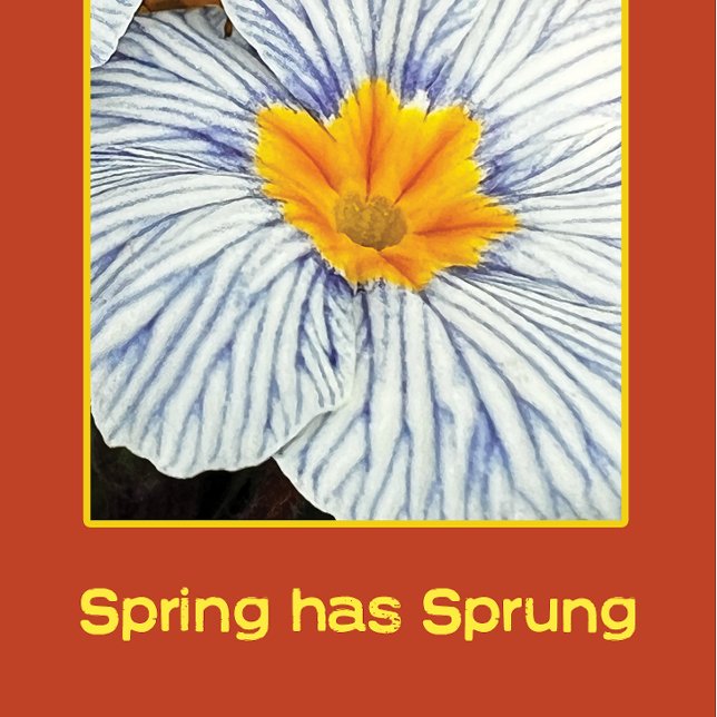 Frühlingsblütenbunte Blume (Von Creator hochgeladen)