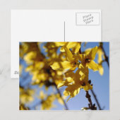 Frühlingsbote Postkarte (Vorne/Hinten)