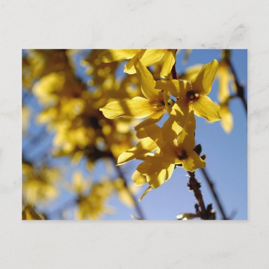 Frühlingsbote Postkarte (Vorderseite)