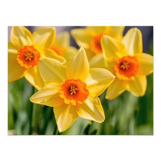 Frühlingsdaffodien Fotodruck (Vorne)