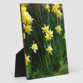 Frühlingsdaffodien Fotoplatte (Seite)