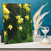 Frühlingsdaffodien Fotoplatte (Seite)