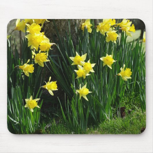 Frühlingsdaffodien Mousepad (Vorne)