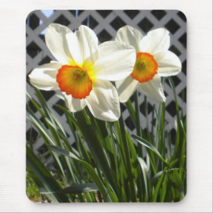 Frühlingsdaffodien Mousepad