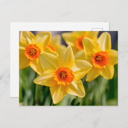 Frühlingsdaffodien Postkarte (Vorne/Hinten)