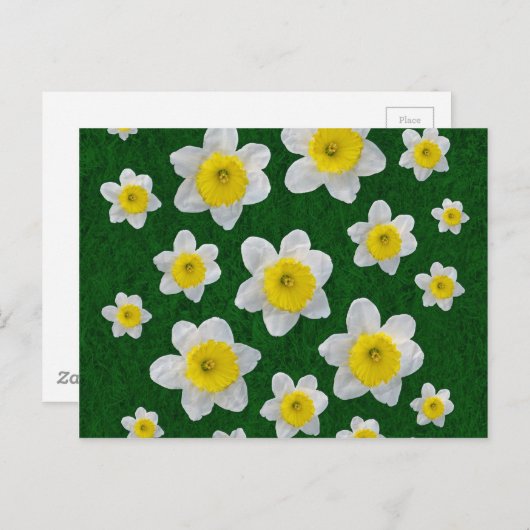 Frühlingsdaffodien Postkarte (Vorne/Hinten)